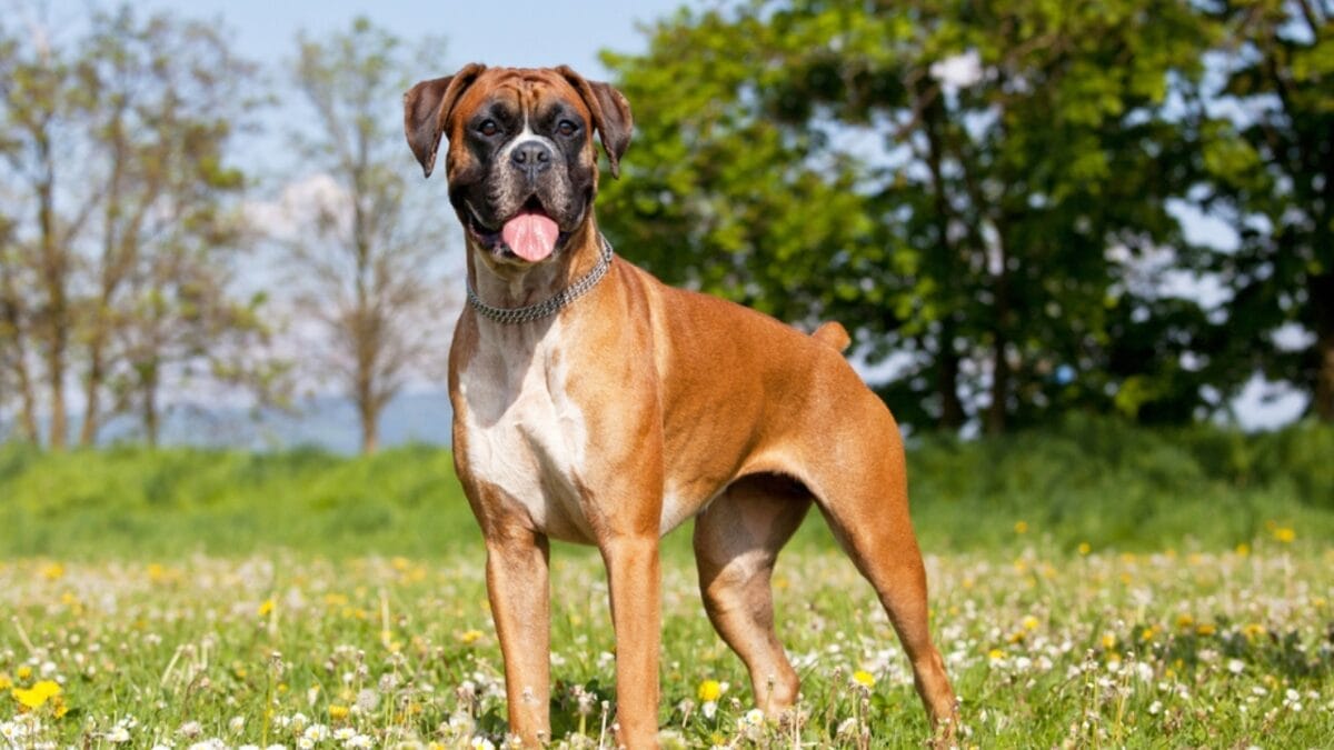 Hold Your Nose: The 9 "Stinkiest" Dog Breeds 5 Hold Your Nose: The 9 "Stinkiest" Dog Breeds - BOXER DOG ss232556533