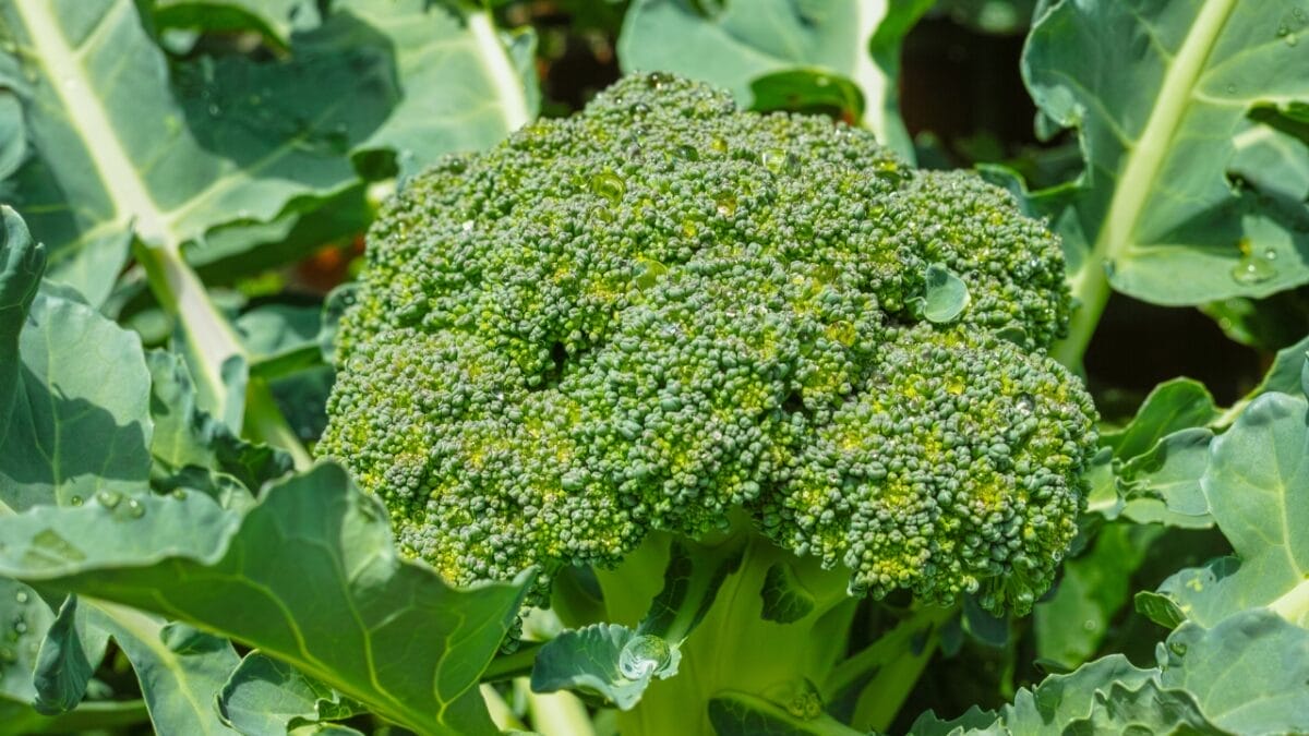 10 Common Kitchen Scraps You Can Safely Feed to Wild Birds 3 10 Common Kitchen Scraps You Can Safely Feed to Wild Birds - BROCCOLI dp380010080