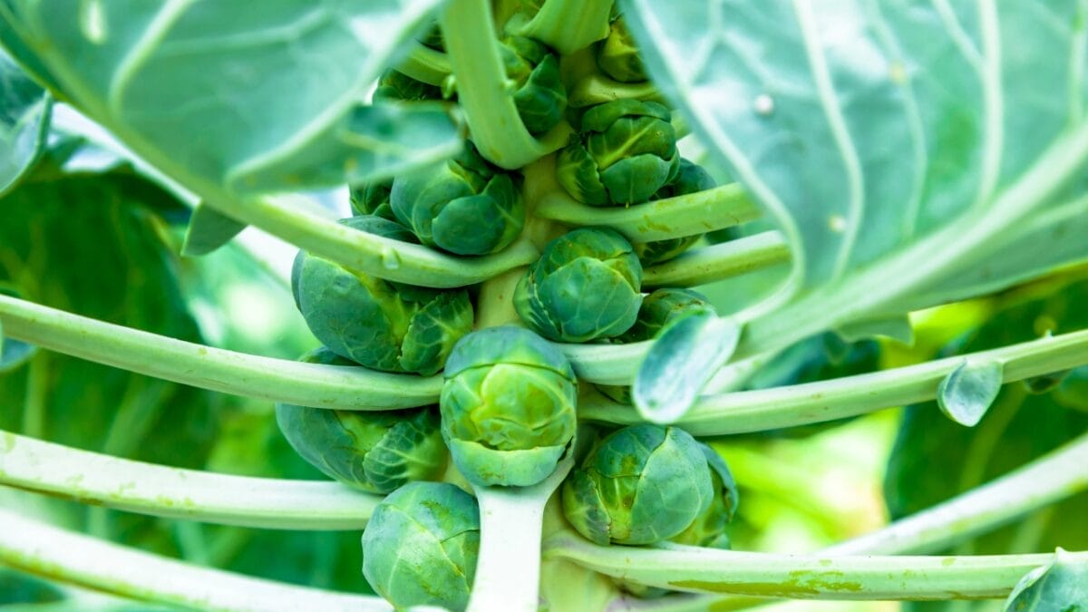 6 Foods People Hate to Eat, But Should Anyway 2 6 Foods People Hate to Eat, But Should Anyway - BRUSSEL SPROUTS dp96661258