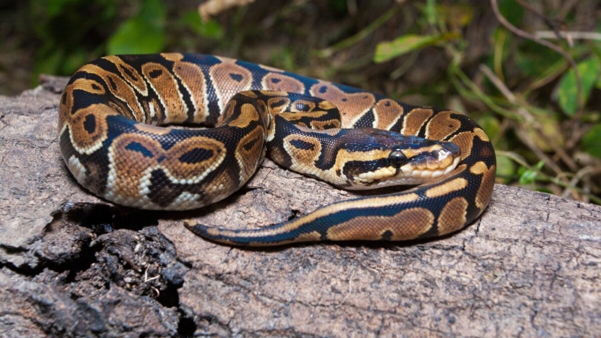 10 Surprisingly Friendly Snakes from Around the World 3 10 Surprisingly Friendly Snakes from Around the World - Ball Python dp623968852