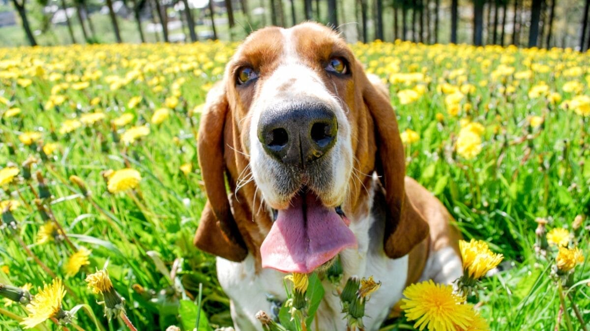 10 Dog Breeds with the Best Noses 3 10 Dog Breeds with the Best Noses - Basset hound ss680068639
