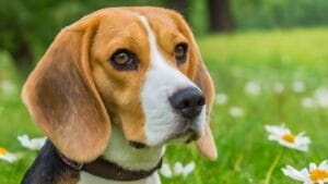 10 Facts About Beagles You Probably Didn't Know 1 10 Facts About Beagles You Probably Didn't Know - Beagle dp704127404