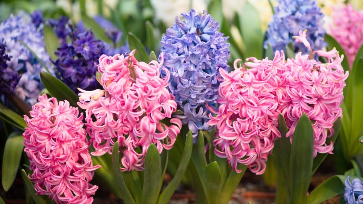 Awaken Your Senses with These 15 Flowers in Your Garden 15 Awaken Your Senses with These 15 Flowers in Your Garden - Beautiful hyacinths in different colors ss391091905