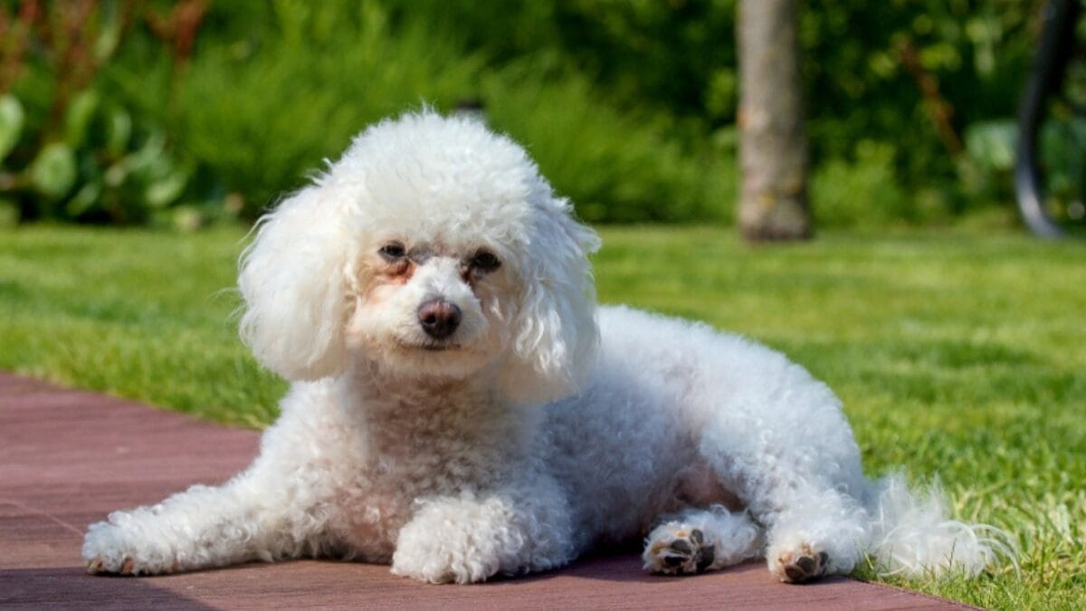 Pet Allergies? No Worries With These Small Dog Breeds That Don't Shed 15 Pet Allergies? No Worries With These Small Dog Breeds That Don't Shed - Beautiful bolognese dog ss1464777155