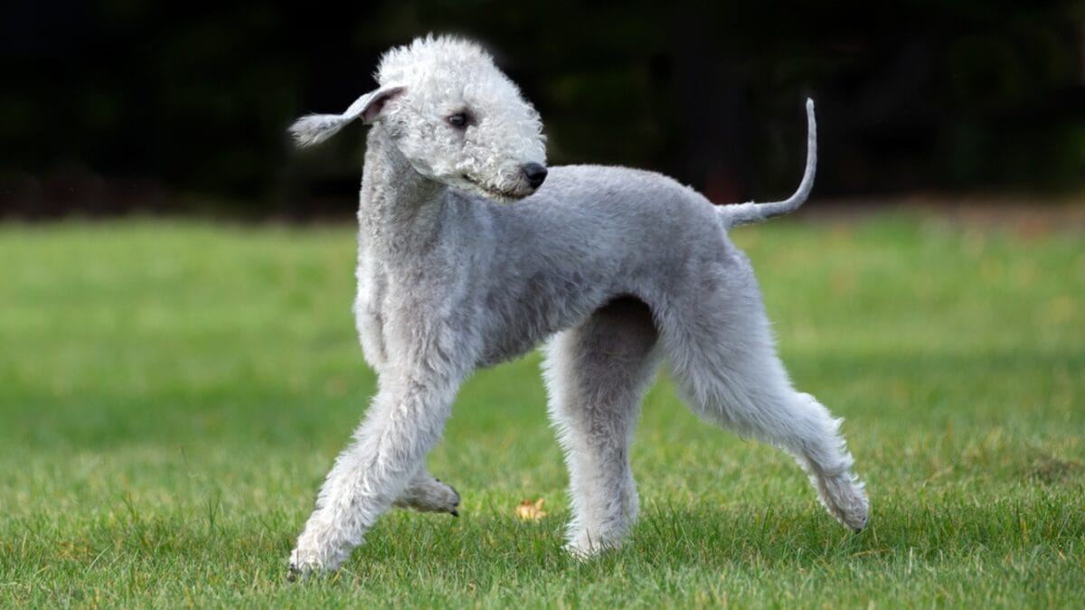 Dog Breeds: All Types from Small to Giant, Personalities & Characteristics 95 Dog Breeds: All Types from Small to Giant, Personalities & Characteristics - Bedlington Terrier ss1927650077