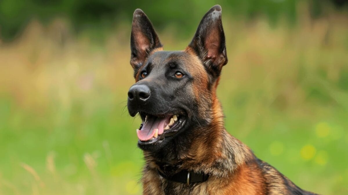 Dog Breeds: All Types from Small to Giant, Personalities & Characteristics 128 Dog Breeds: All Types from Small to Giant, Personalities & Characteristics - Belgian Malinois dog