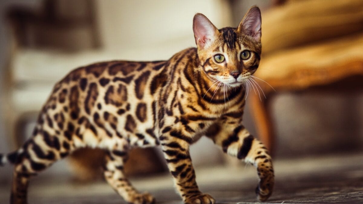 Meet the 16 Strongest Cat Breeds on the Planet - Bengal ss582832921