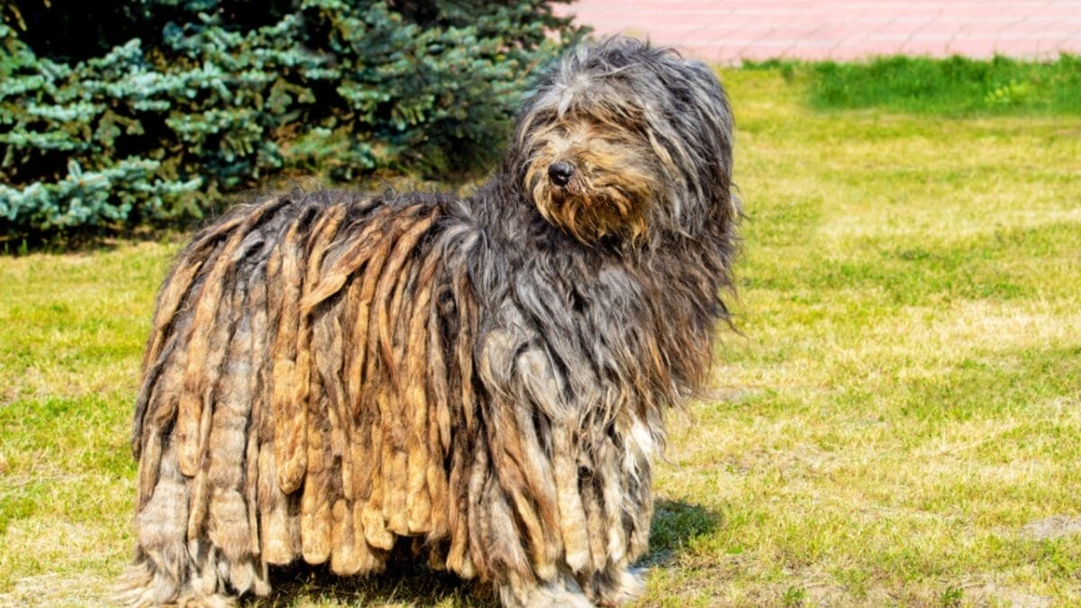 25 Dog Breeds for Those Who Love the Weird & Wonderful - Bergamasco Shepherd ss1025570188