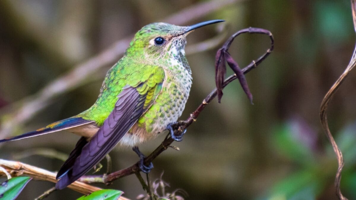 17 Strange & Beautiful Hummingbird Species 14 17 Strange & Beautiful Hummingbird Species - Black tailed trainbearer ss1375008560