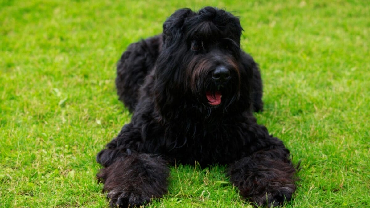 Meet the New Dog Breeds the AKC Has Recognized Since 2000 7 Meet the New Dog Breeds the AKC Has Recognized Since 2000 - Black Russian Terrier ss1483826408