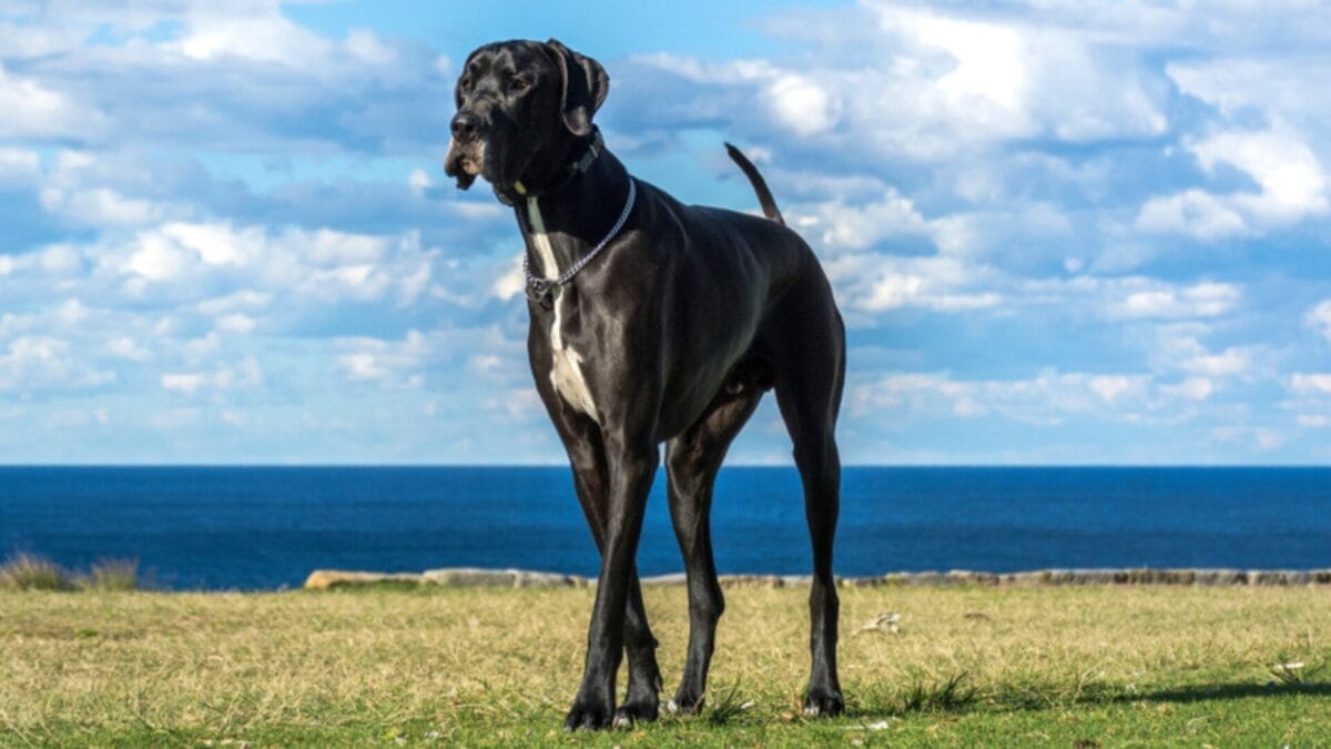 11 German Dog Breeds & The Study That Changed Everything 8 11 German Dog Breeds & The Study That Changed Everything - Black great dane ss1163654902