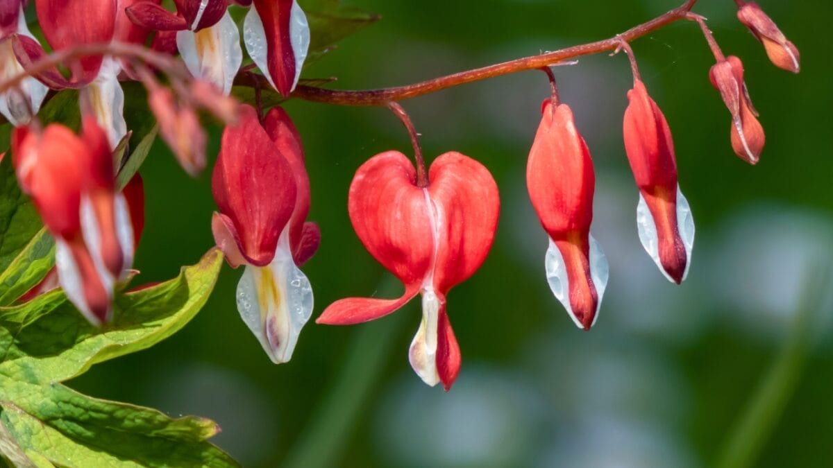 Blooms in Buckets: 20 Perennials Guaranteed to Thrive in Pots 10 Blooms in Buckets: 20 Perennials Guaranteed to Thrive in Pots - Bleeding Heart ss2172984499