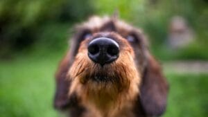 10 Dog Breeds with the Best Noses 1 10 Dog Breeds with the Best Noses - Blurred portrait of a dog nose ss1999027475