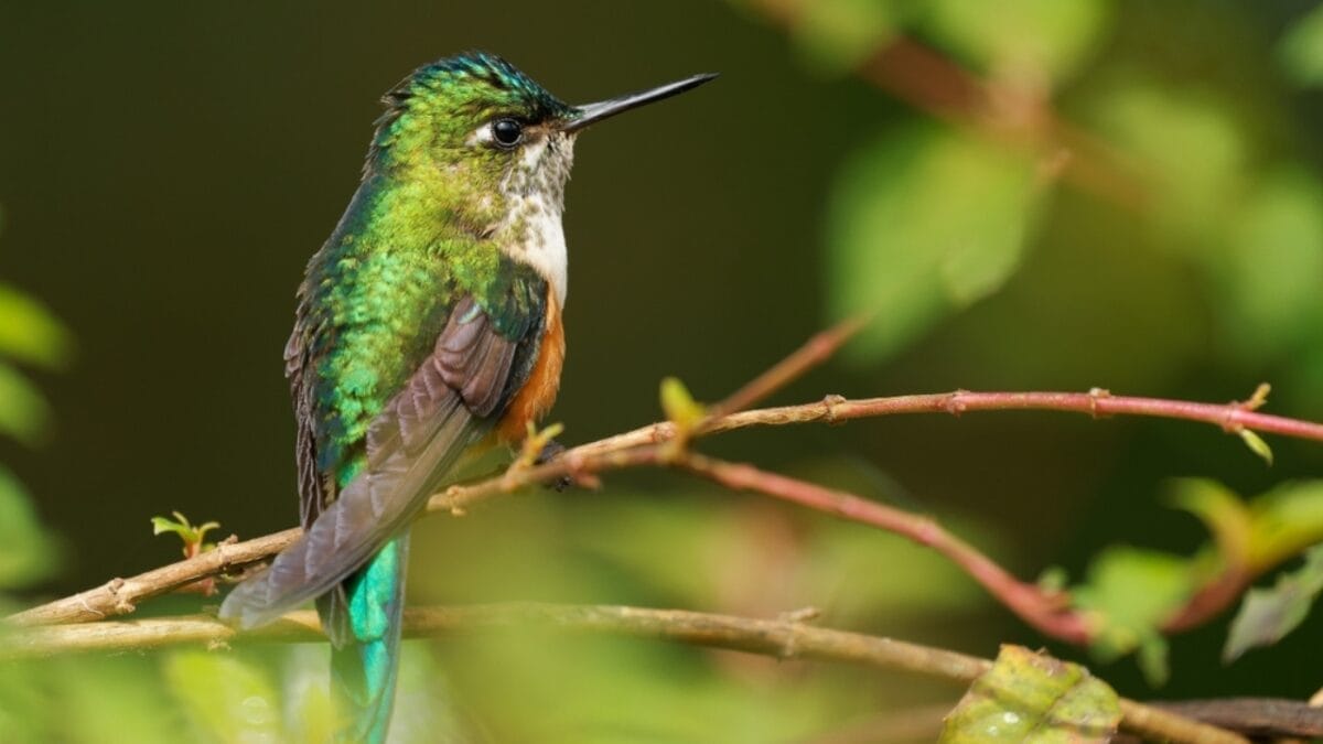 17 Strange & Beautiful Hummingbird Species 13 17 Strange & Beautiful Hummingbird Species - Booted Racket tail ss2171895815