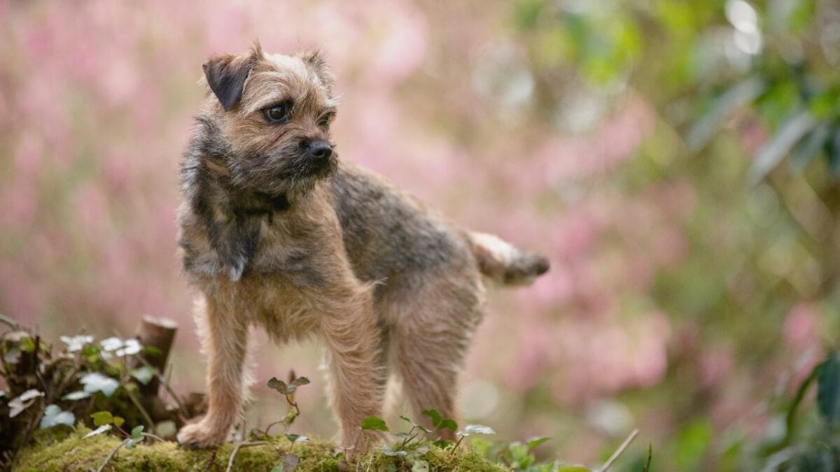 Pet Allergies? No Worries With These Small Dog Breeds That Don't Shed 6 Pet Allergies? No Worries With These Small Dog Breeds That Don't Shed - Border Terrier ss1952065450