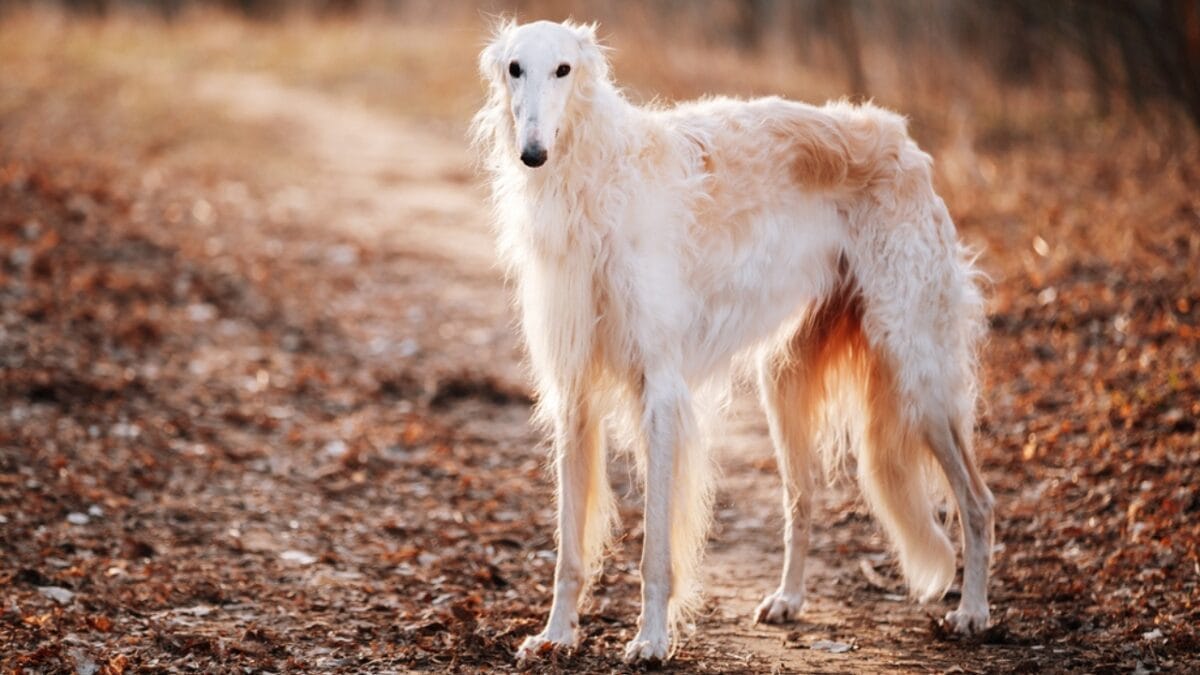 Dog Breeds: All Types from Small to Giant, Personalities & Characteristics 29 Dog Breeds: All Types from Small to Giant, Personalities & Characteristics - Borzoi dog ss547414732