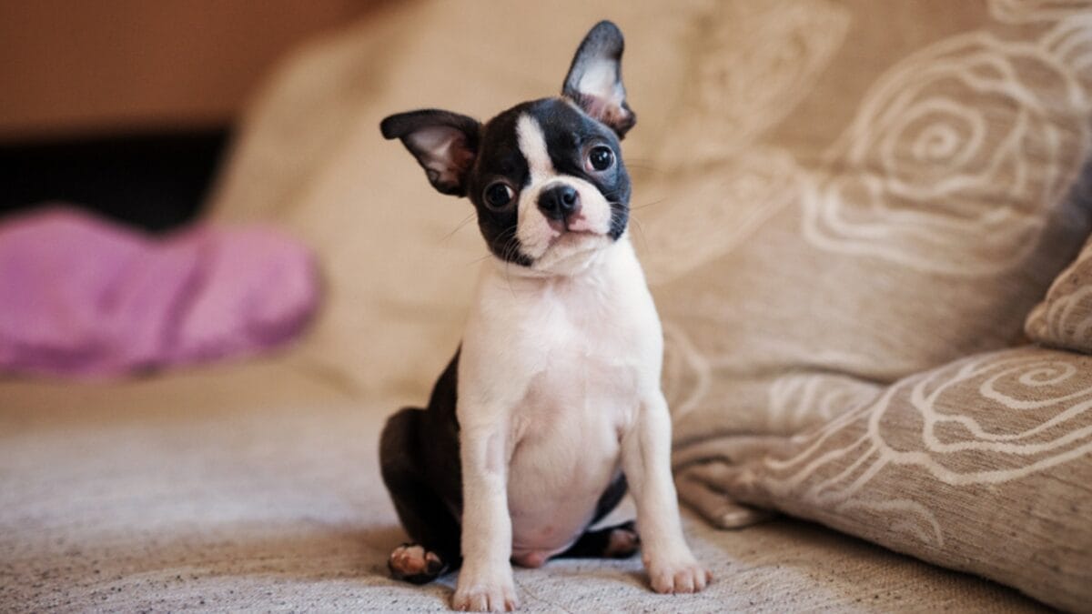 Dog Breeds: All Types from Small to Giant, Personalities & Characteristics 109 Dog Breeds: All Types from Small to Giant, Personalities & Characteristics - Boston terrier ss742521316