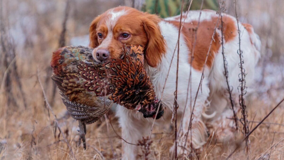 A Hunter's Best Friend: 10 Dog Breeds Built For The Hunt 10 A Hunter's Best Friend: 10 Dog Breeds Built For The Hunt - Brittany Dog Hunting ss1836021445