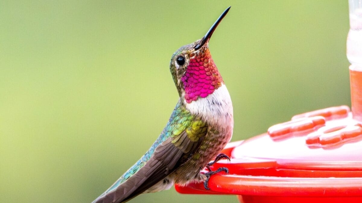 15 Bird Facts That Will Make Us All Birders in the U.S. 8 15 Bird Facts That Will Make Us All Birders in the U.S. - Broad tailed Hummingbird ss2347900733