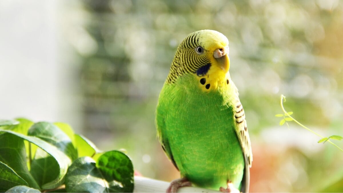 10 of the Chattiest Birds You’ll Ever Meet 3 10 of the Chattiest Birds You’ll Ever Meet - Budgerigar dp227999636