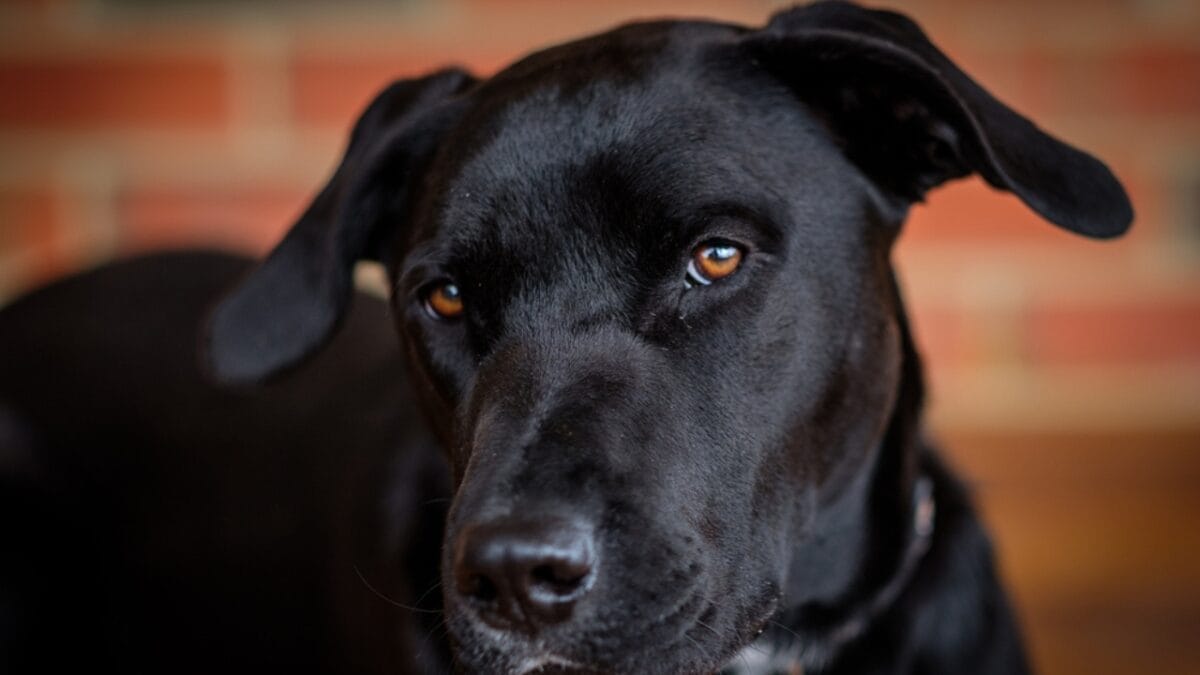 Australia's $20B Dog Obsession: Celebrating 10 Australian Dog Breeds - Bull Arab dog ss716384068