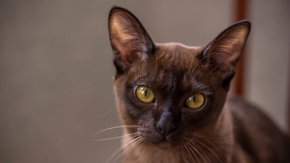 7 Cat Breeds That Love to "Talk" Back 5 7 Cat Breeds That Love to "Talk" Back - Burmese cat ss2183776419
