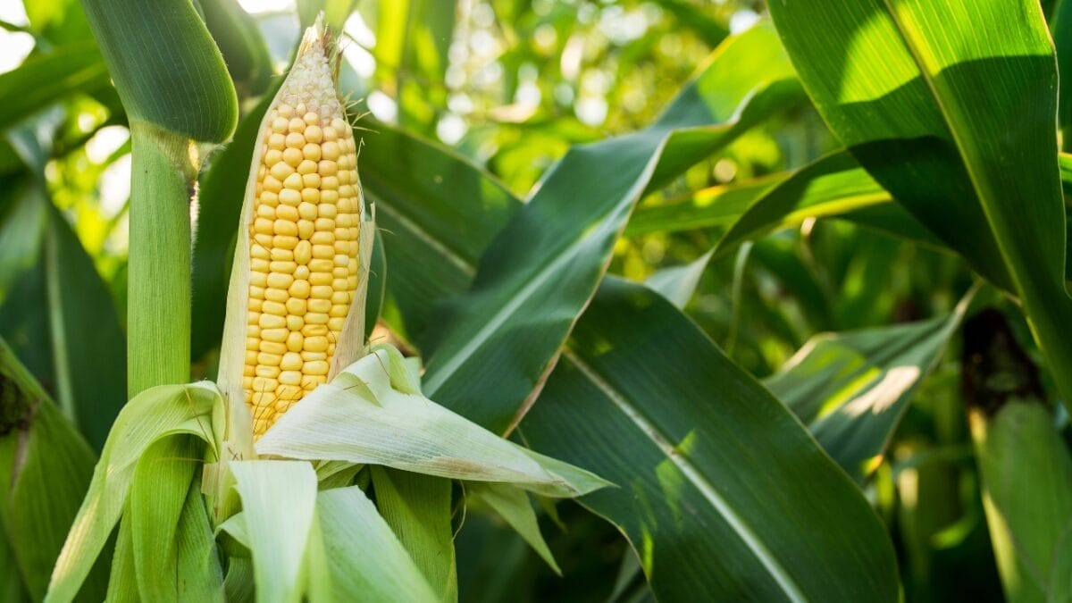 The Right Bird Seed for Attracting Different Bird Species - CORN dp381327552