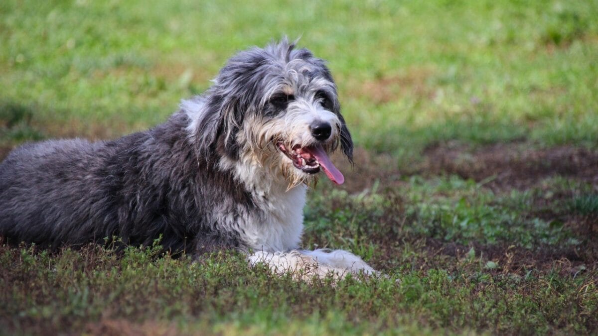 15 Doodle Dog Breeds Taking the Pet World by Storm - Cadoodle ss2102602516