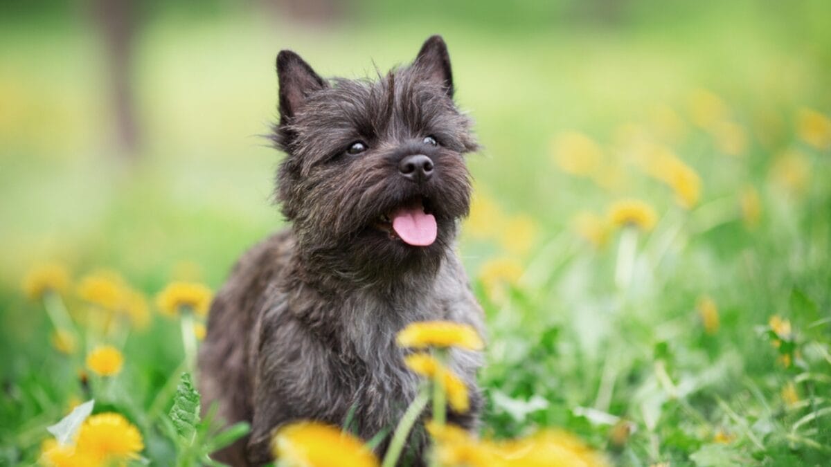 Love Yorkies? Meet 13 Breeds With Similar Charm & Smarts - Cairn Terrier Sitting in Flowers ss476797159