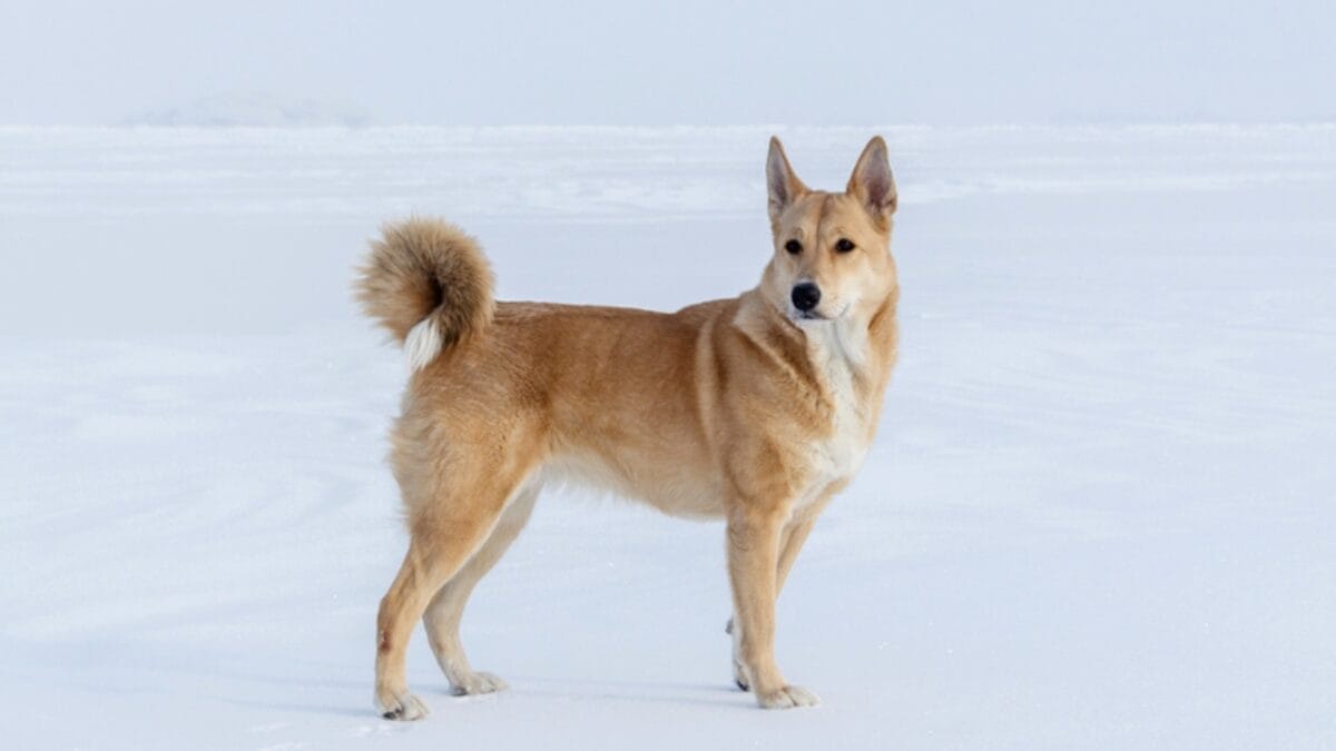 8 Dog Breeds That Look Like Coyote Clones 8 8 Dog Breeds That Look Like Coyote Clones - Canaan Dog ss1919518676