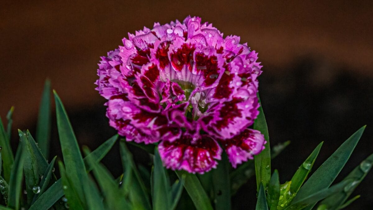 15 Flowers That Look Like Roses but Are Easier to Grow 6 15 Flowers That Look Like Roses but Are Easier to Grow - Carnation dp667733112