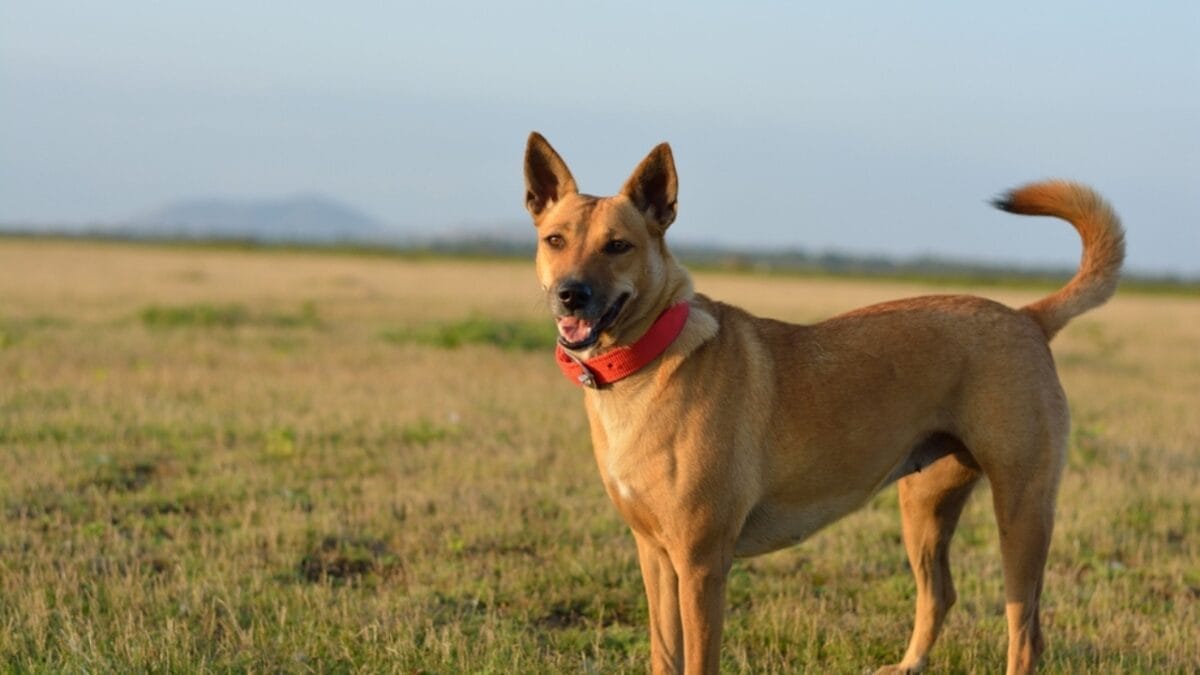 15 American Dog Breeds Born & Bred in the USA: The Underdogs - Carolina Dog ss2216500317