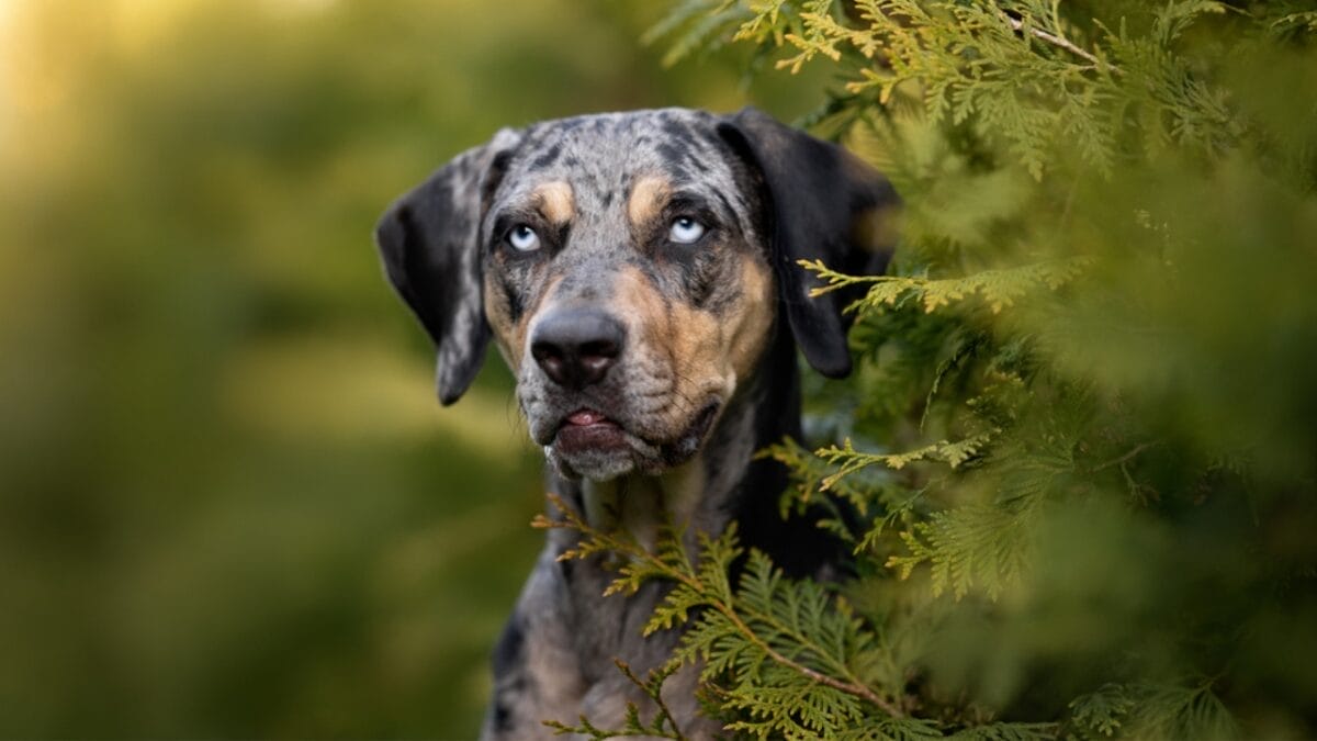 8 Wonderfully Weird Dog Breeds You've Probably Never Heard Of 7 8 Wonderfully Weird Dog Breeds You've Probably Never Heard Of - Catahoula Leopard Dog ss1732830512