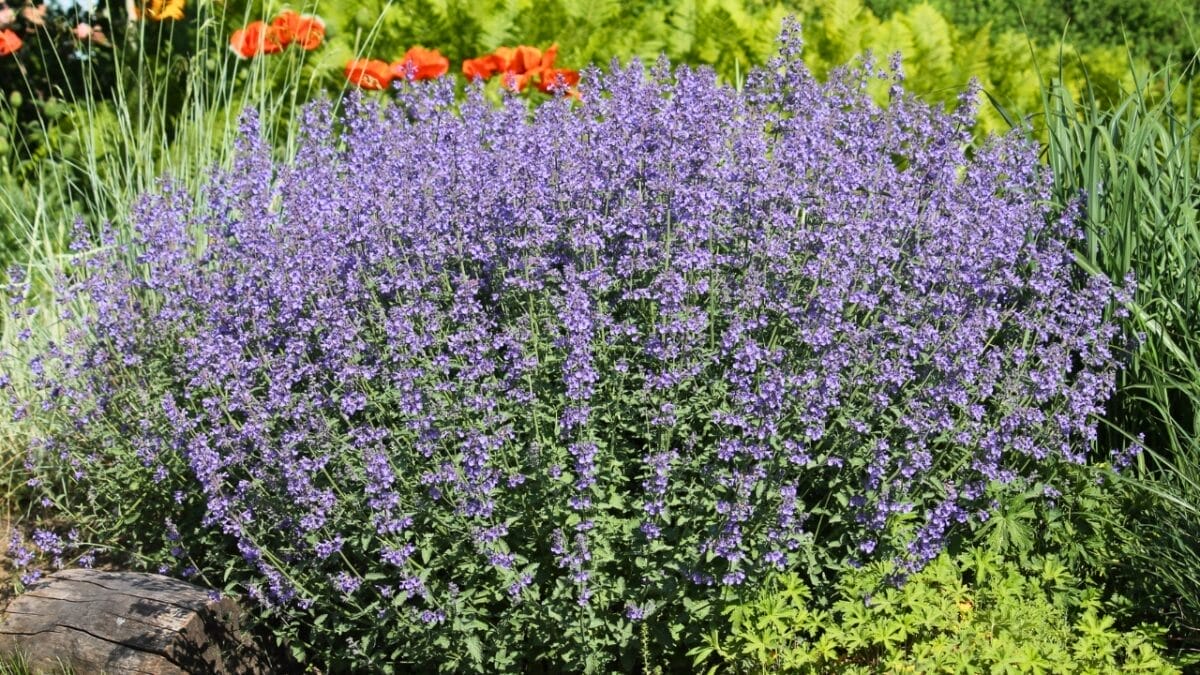 15 Hardy Self-Seeding Perennials to Crowd Out Weeds - Catmint ss2167144813