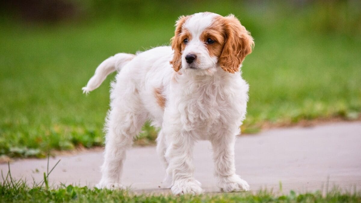 New Study: 10 Dog Breeds Best & Worst at Fighting Ticks - Cavachon dog ss2334266133