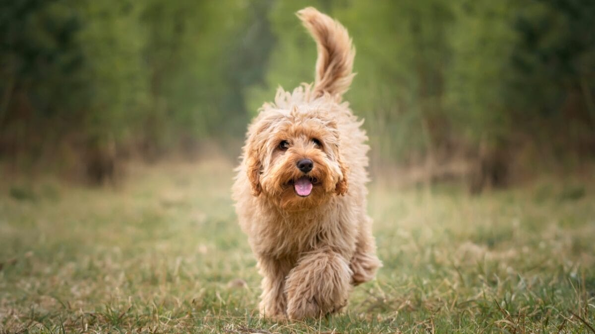 New Study: 10 Dog Breeds Best & Worst at Fighting Ticks - Cavapoo dog s2226613511