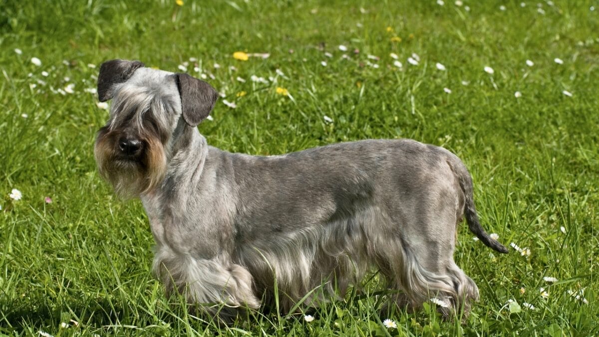 10 Rare Dog Breeds Most People Don't Know About 10 10 Rare Dog Breeds Most People Don't Know About - Cesky Terrier ss1031916634