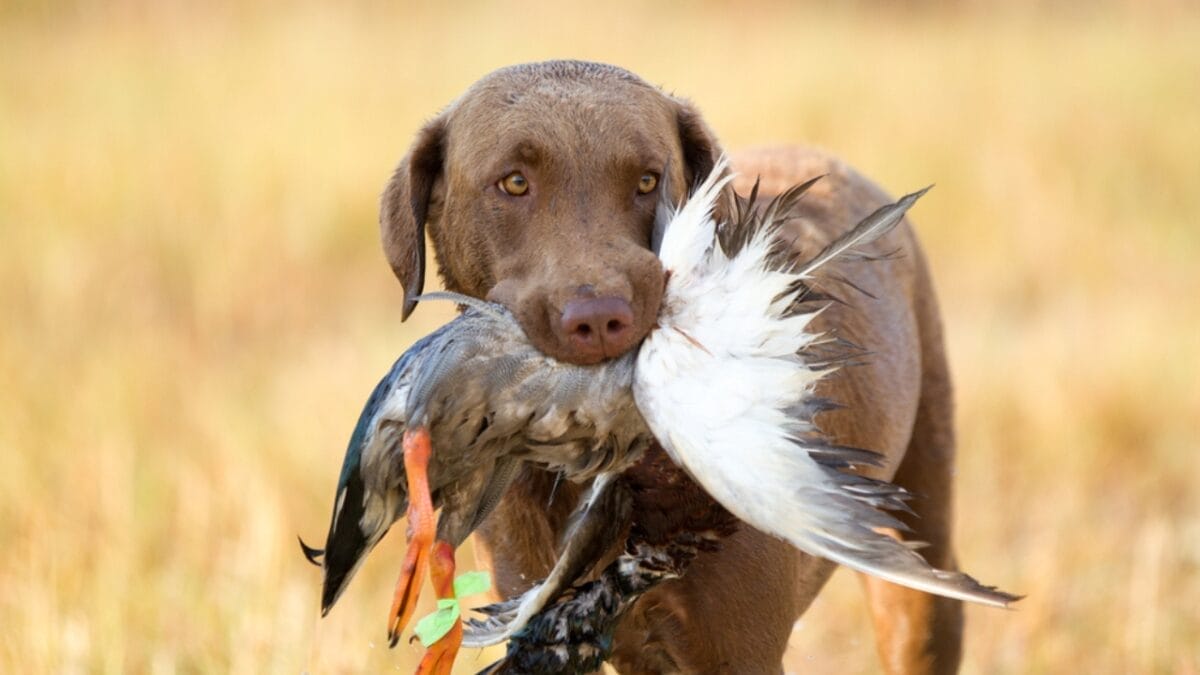15 American Dog Breeds Born & Bred in the USA: The Underdogs - Chesapeake Bay Retriever Hunting ss1734710957