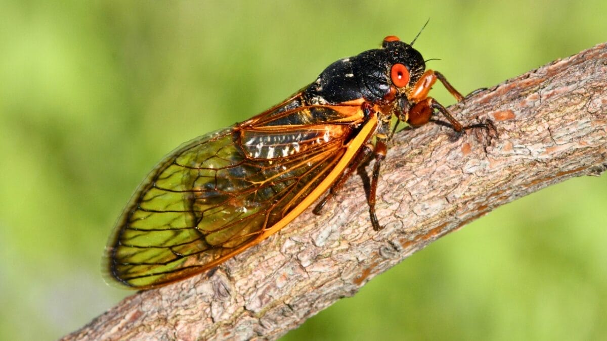 9 Insights: The Historic Brood XIX Cicada Emergence in 2024 11 9 Insights: The Historic Brood XIX Cicada Emergence in 2024 - Cicada dp26338847