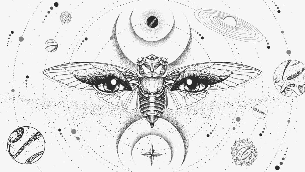 9 Insights: The Historic Brood XIX Cicada Emergence in 2024 8 9 Insights: The Historic Brood XIX Cicada Emergence in 2024 - Cicada dp364813586