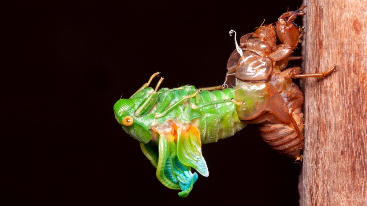 9 Insights: The Historic Brood XIX Cicada Emergence in 2024 3 9 Insights: The Historic Brood XIX Cicada Emergence in 2024 - Cicada dp412763456