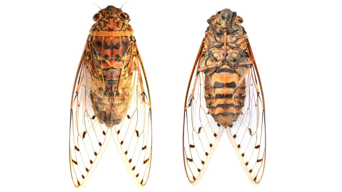 9 Insights: The Historic Brood XIX Cicada Emergence in 2024 9 9 Insights: The Historic Brood XIX Cicada Emergence in 2024 - Cicada dp51107801