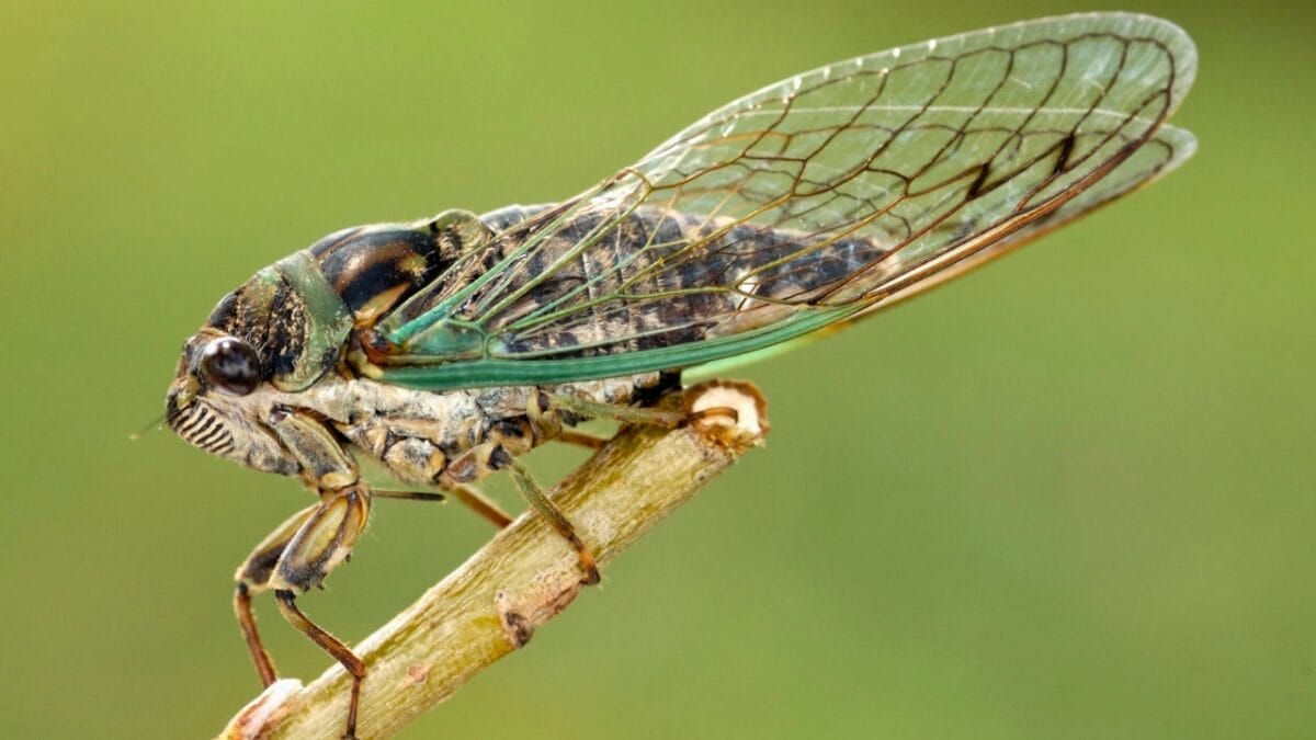 9 Insights: The Historic Brood XIX Cicada Emergence in 2024 2 9 Insights: The Historic Brood XIX Cicada Emergence in 2024 - Cicada dp6754799