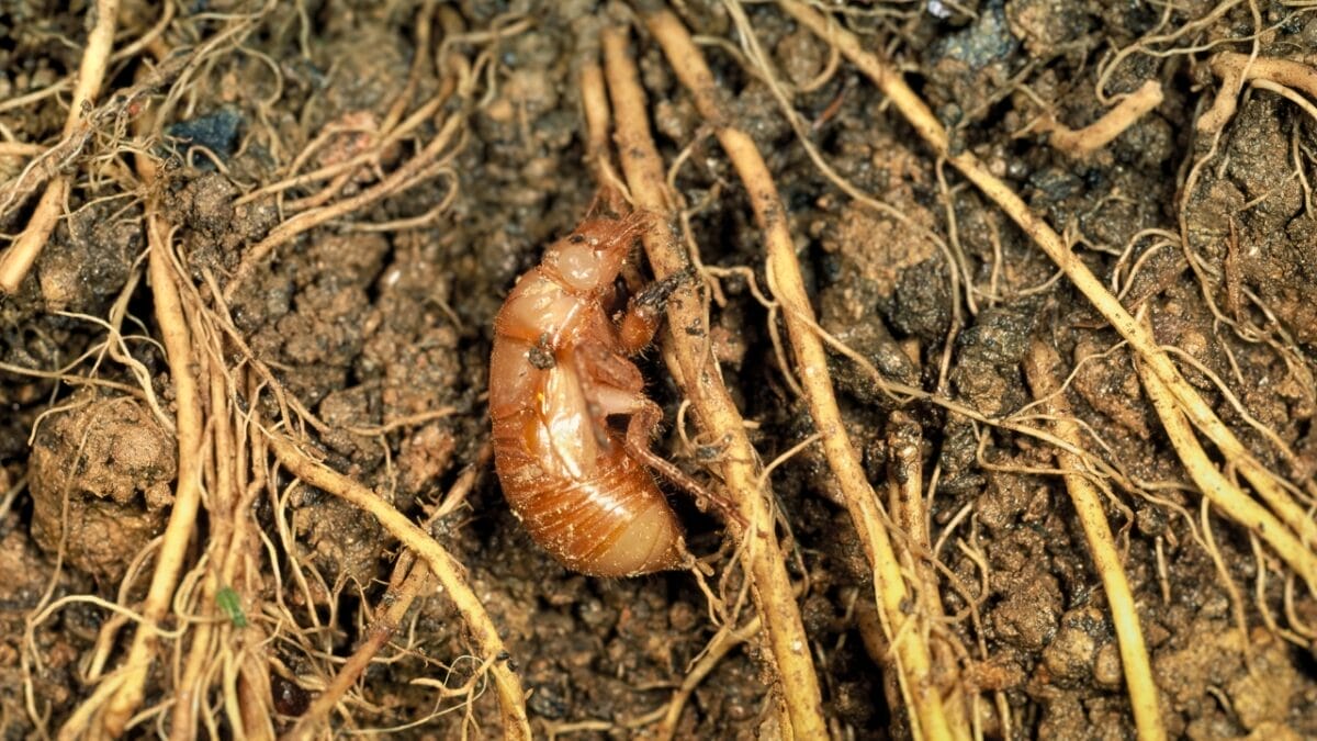 9 Insights: The Historic Brood XIX Cicada Emergence in 2024 7 9 Insights: The Historic Brood XIX Cicada Emergence in 2024 - Cicada ss1333138862