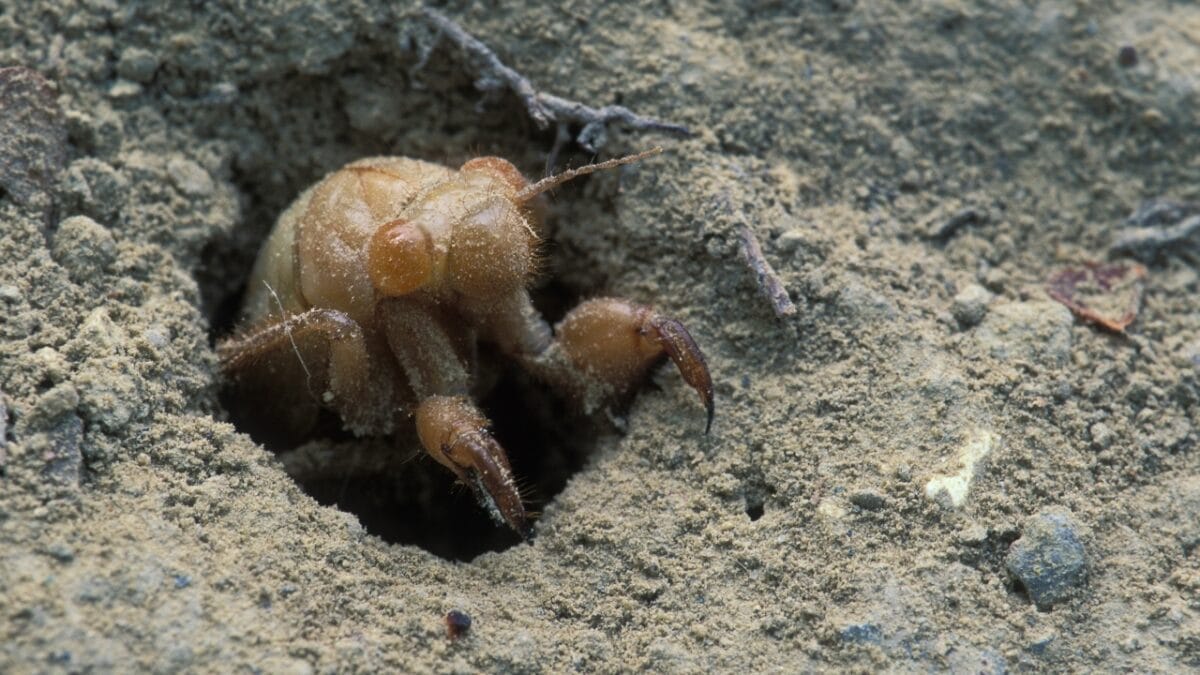 9 Insights: The Historic Brood XIX Cicada Emergence in 2024 6 9 Insights: The Historic Brood XIX Cicada Emergence in 2024 - Cicada ss1663195891