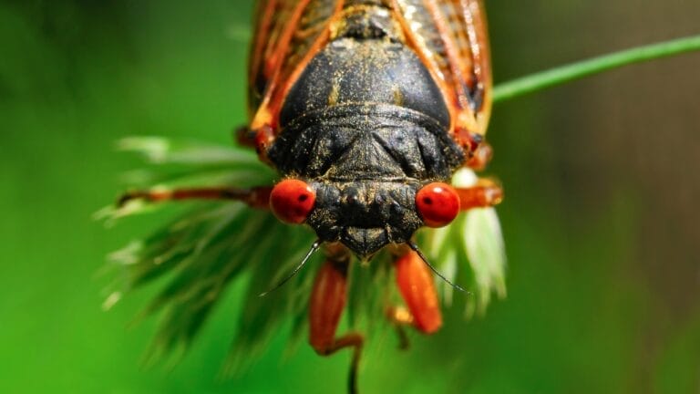 9 Insights: The Historic Brood XIX Cicada Emergence in 2024 9 9 Insights: The Historic Brood XIX Cicada Emergence in 2024 - Cicada ss1953222067