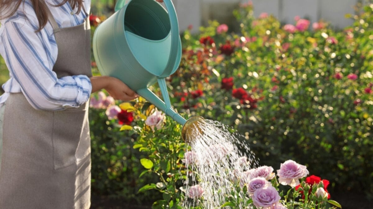 7 Tips to Keep Your Flowerbeds Pristine 7 7 Tips to Keep Your Flowerbeds Pristine - Closeup view woman watering rosebushes ss1471004234