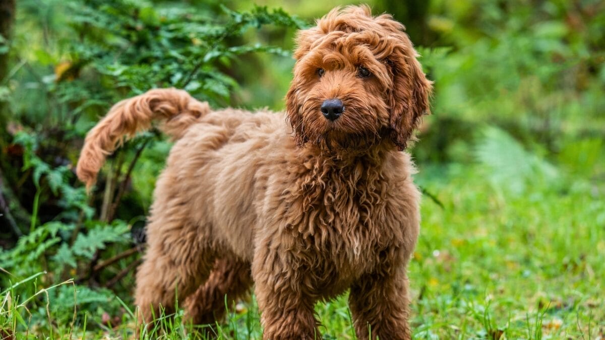 15 Doodle Dog Breeds Taking the Pet World by Storm - Cockapoo dog dp215541262