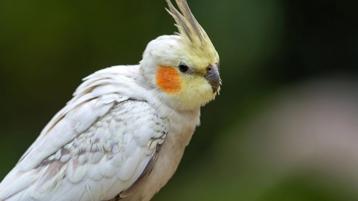 The 10 Longest-Living Animals That Make Great Pets - Cockatiel dp44219603 1