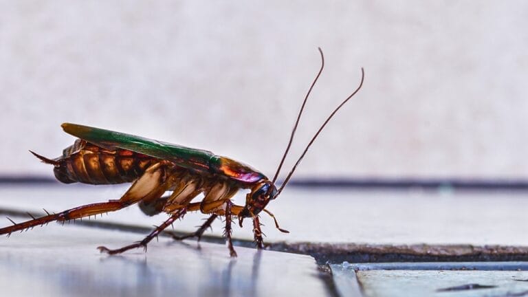 9 Plants That Keep Cockroaches at Bay 4 9 Plants That Keep Cockroaches at Bay - Cockroach dp663682024